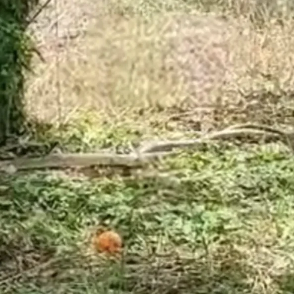 Εύβοια: Είδαν μπροστά τους 2 πελώρια φίδια