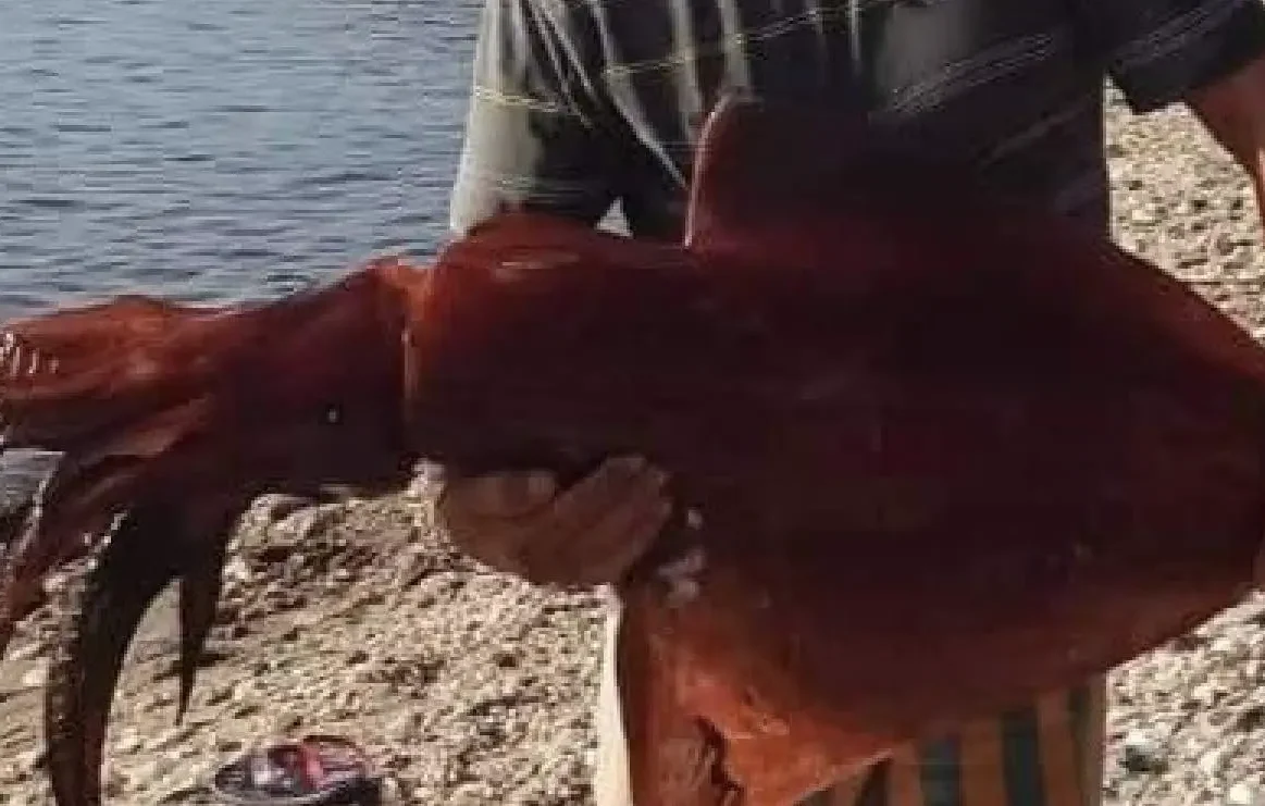 Εύβοια: Έμειναν άφωνοι με το τεράστιο καλαμάρι που βρήκαν