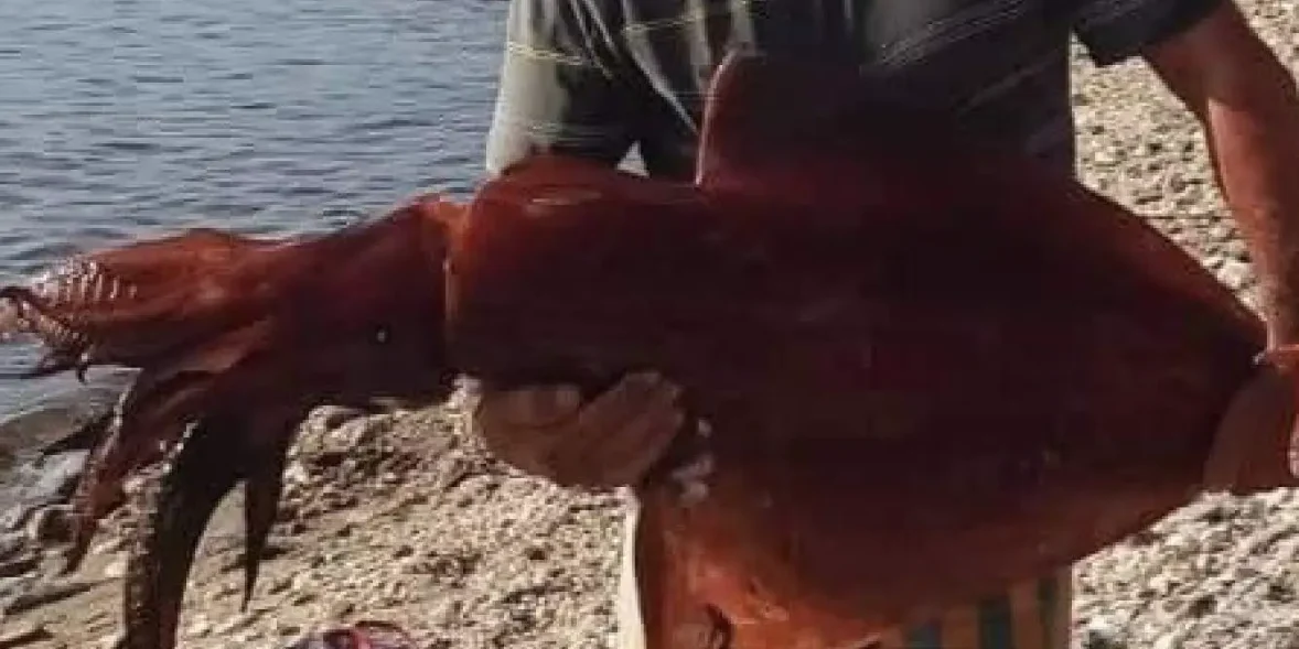 Εύβοια: Έμειναν άφωνοι με το τεράστιο καλαμάρι που βρήκαν