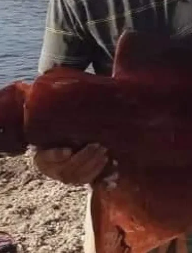 Εύβοια: Έμειναν άφωνοι με το τεράστιο καλαμάρι που βρήκαν