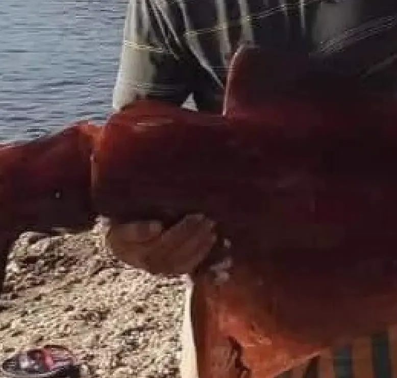 Εύβοια: Έμειναν άφωνοι με το τεράστιο καλαμάρι που βρήκαν