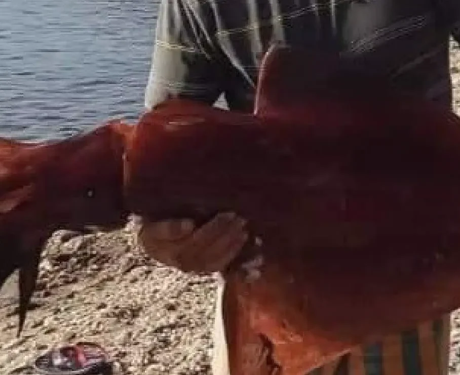 Εύβοια: Έμειναν άφωνοι με το τεράστιο καλαμάρι που βρήκαν