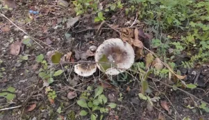 Προσοχή στα μανιτάρια με δηλητήριο