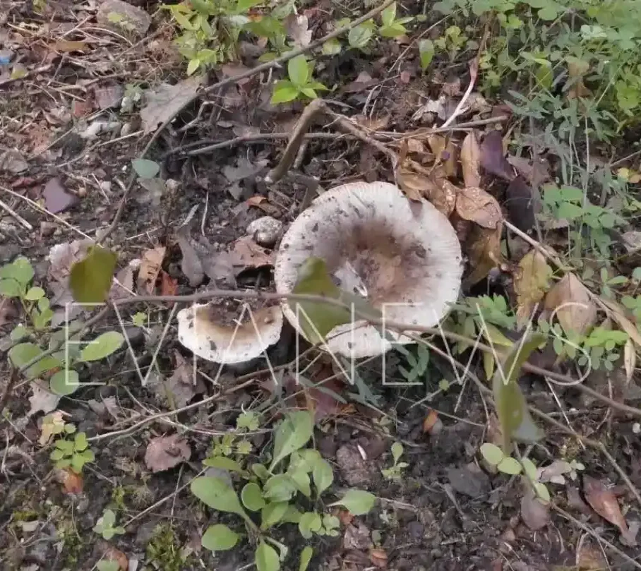 Προσοχή στα μανιτάρια με δηλητήριο