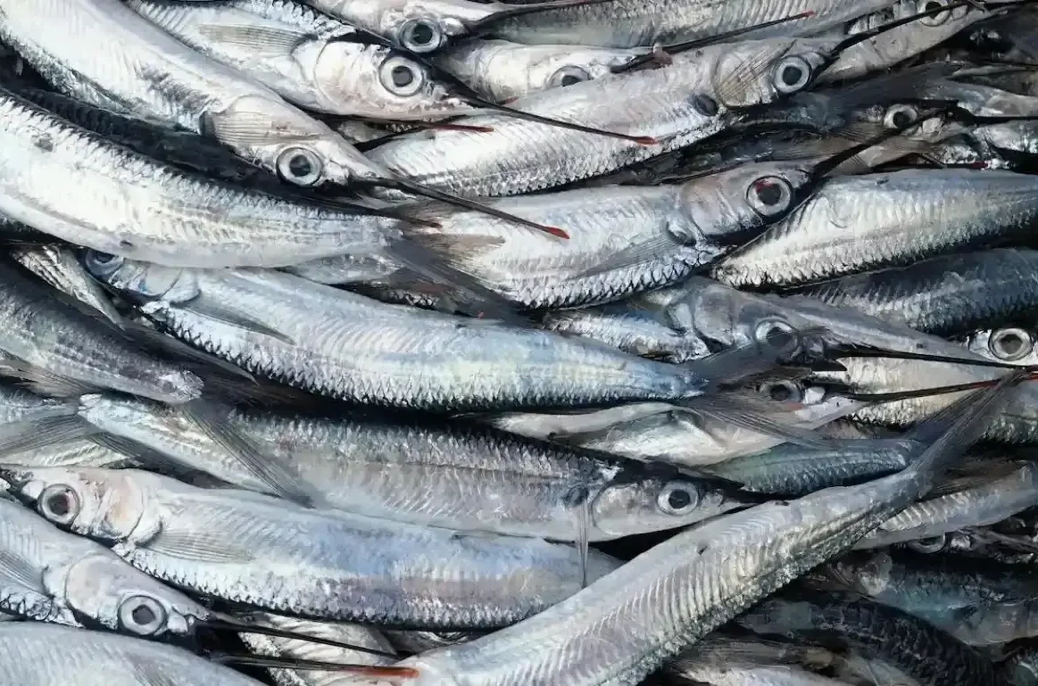 Ψάρια της Εύβοιας που κάνουν θαύματα