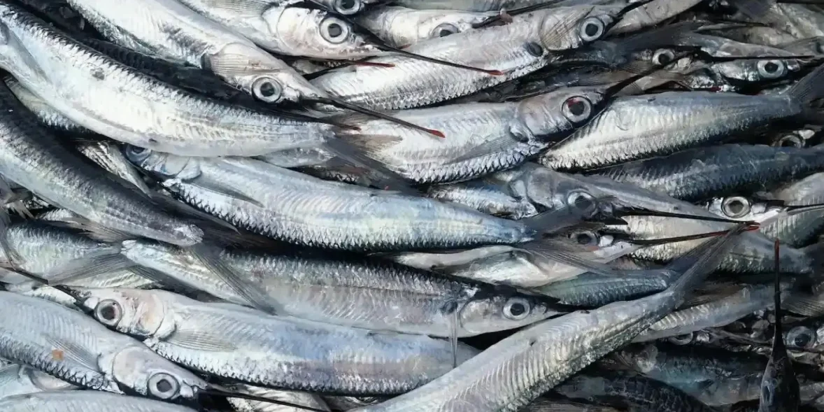 Ψάρια της Εύβοιας που κάνουν θαύματα