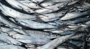 Ψάρια της Εύβοιας που κάνουν θαύματα