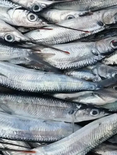 Ψάρια της Εύβοιας που κάνουν θαύματα