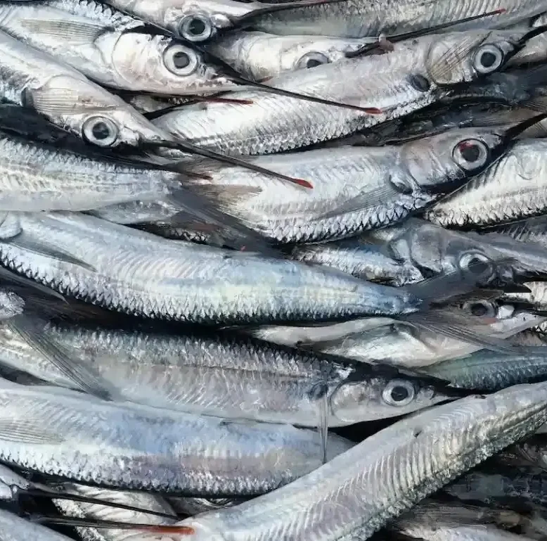 Ψάρια της Εύβοιας που κάνουν θαύματα