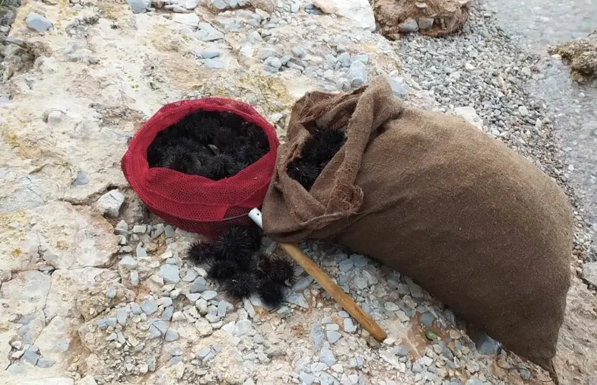 Παράνομη αλιεία αχινών στην Εύβοια – τσουβάλια γεμάτα θαλάσσιους θησαυρούς