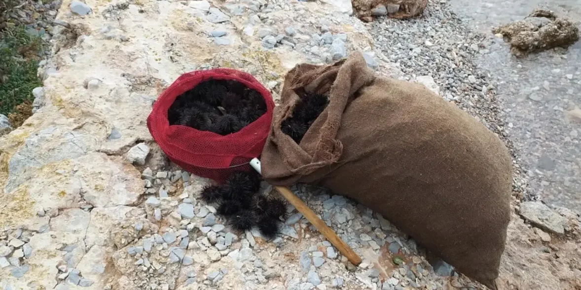 Παράνομη αλιεία αχινών στην Εύβοια – τσουβάλια γεμάτα θαλάσσιους θησαυρούς