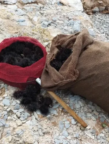 Παράνομη αλιεία αχινών στην Εύβοια – τσουβάλια γεμάτα θαλάσσιους θησαυρούς