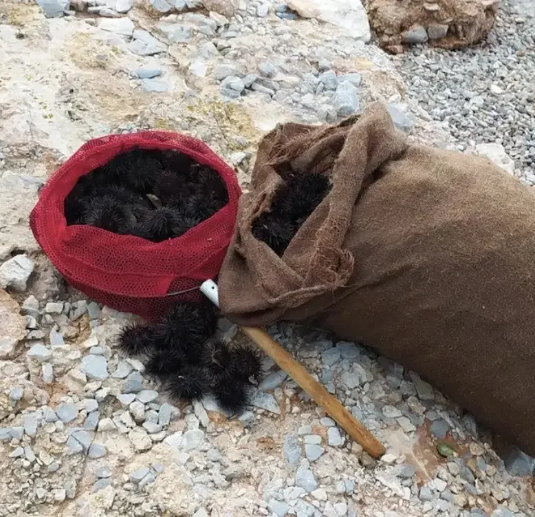 Παράνομη αλιεία αχινών στην Εύβοια – τσουβάλια γεμάτα θαλάσσιους θησαυρούς