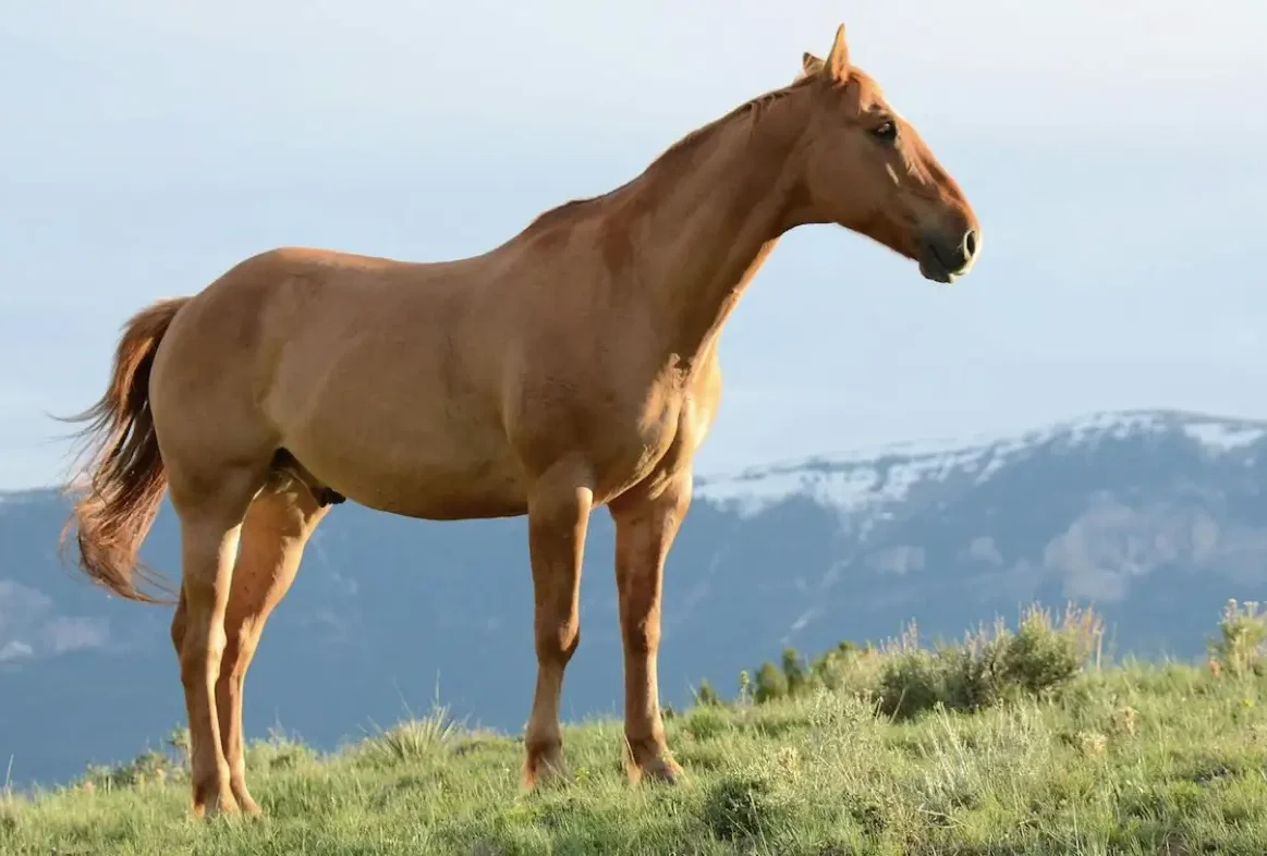 Το μυθιστόρημα «Δον Κιχώτης» του Μιγκέλ ντε Θερβάντες θεωρείται το πρώτο σύγχρονο μυθιστόρημα