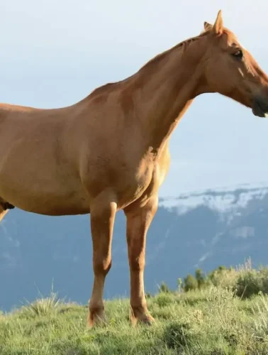 Το μυθιστόρημα «Δον Κιχώτης» του Μιγκέλ ντε Θερβάντες θεωρείται το πρώτο σύγχρονο μυθιστόρημα