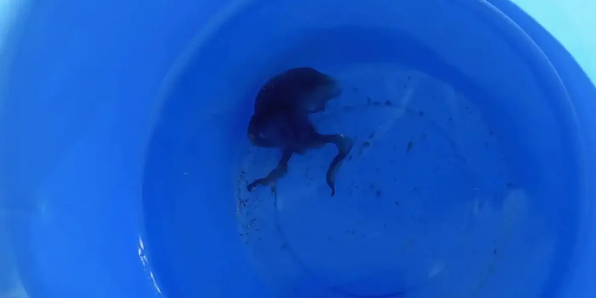 Μωβ μέδουσα