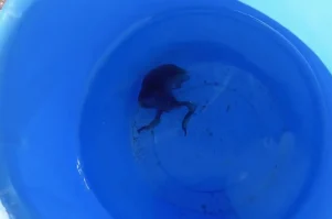 Μωβ μέδουσα