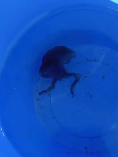 Μωβ μέδουσα