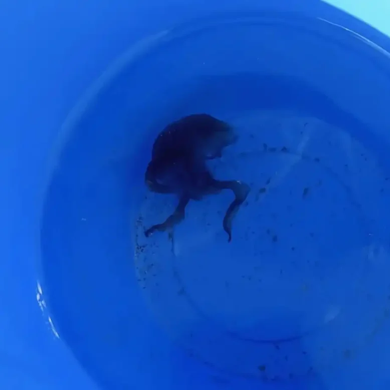 Μωβ μέδουσα