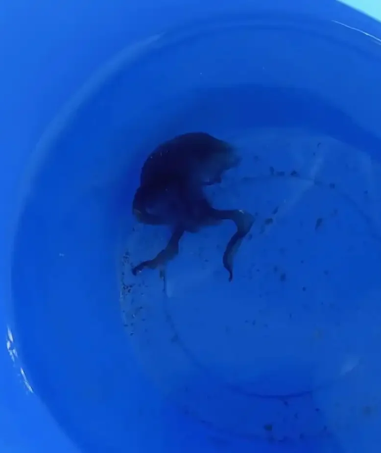 Μωβ μέδουσα