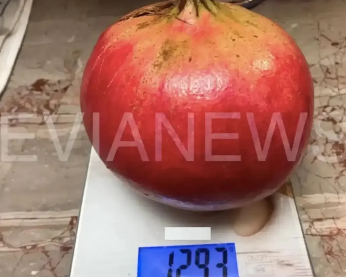 Εύβοια: Ένα αρκετά μεγάλο φρούτο στο χωράφι!