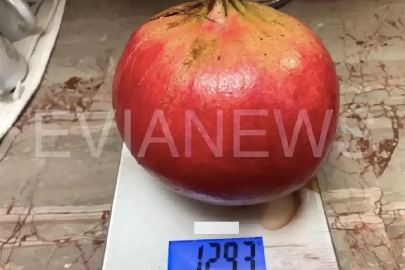 Εύβοια: Ένα αρκετά μεγάλο φρούτο στο χωράφι!