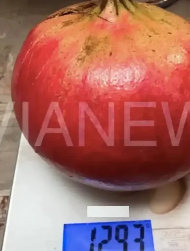 Εύβοια: Ένα αρκετά μεγάλο φρούτο στο χωράφι!