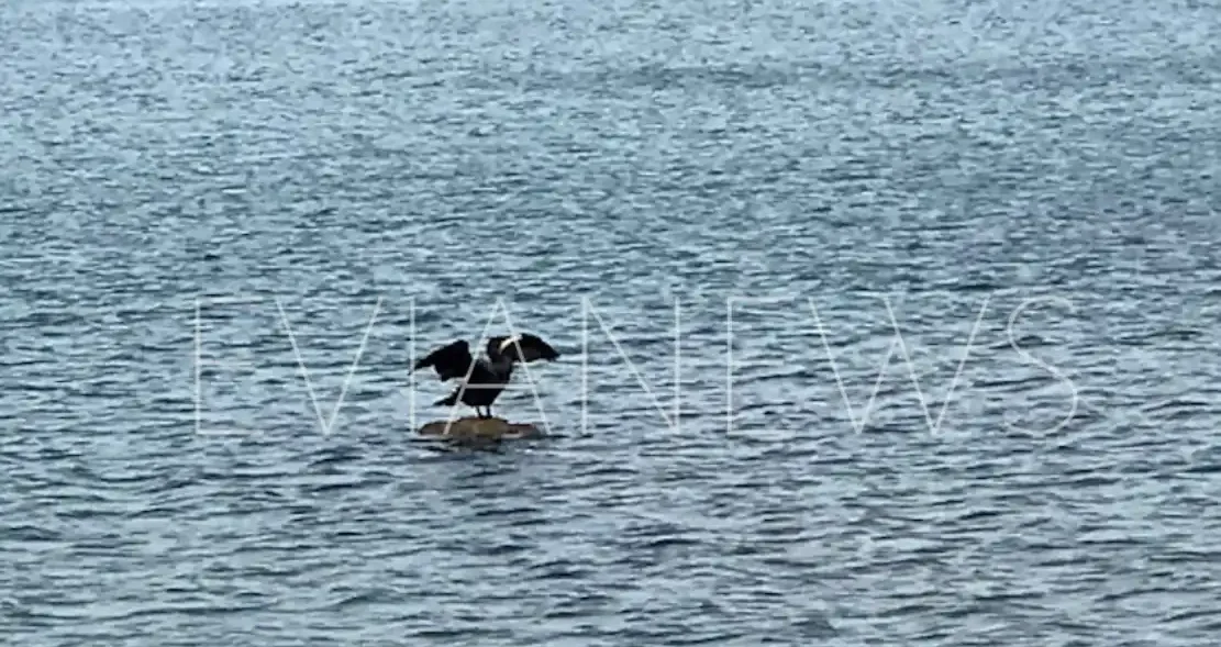 πουλί Χαλκίδα