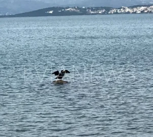 πουλί Χαλκίδα