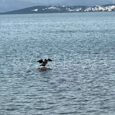 πουλί Χαλκίδα