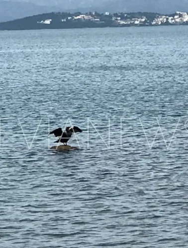 πουλί Χαλκίδα