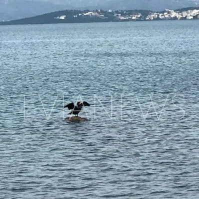 πουλί Χαλκίδα