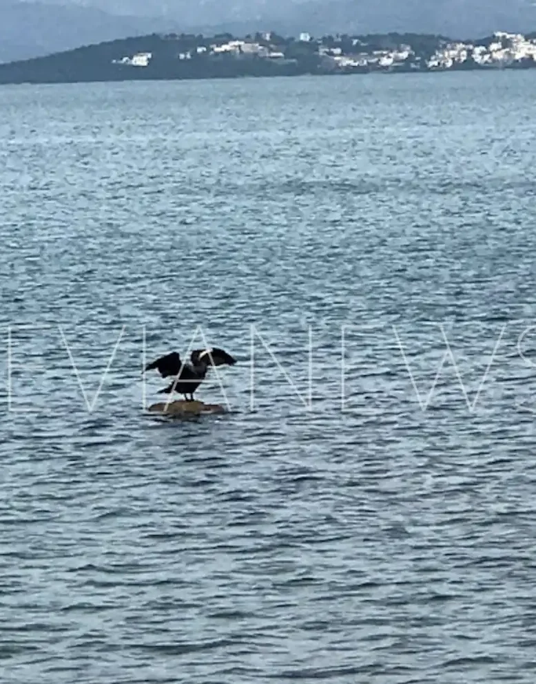 πουλί Χαλκίδα