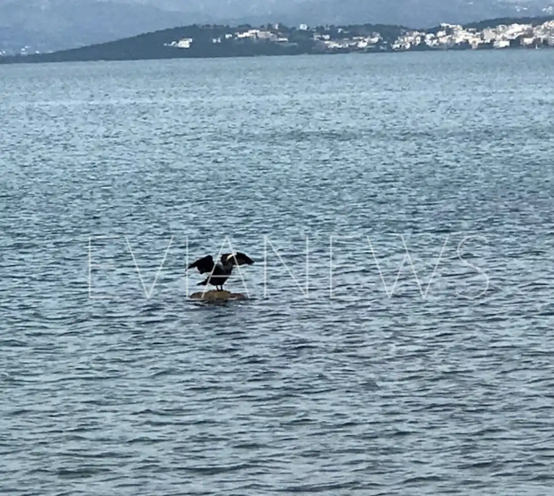 πουλί Χαλκίδα