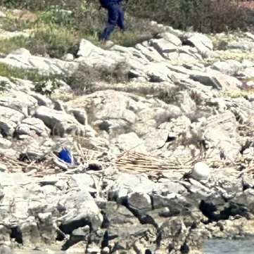 Εύβοια έρευνες