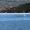 Άφωνοι με την τεράστια φάλαινα στον Βόρειο Ευβοϊκό