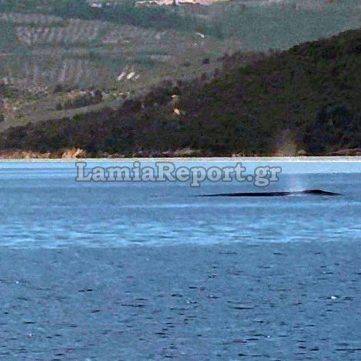 Άφωνοι με την τεράστια φάλαινα στον Βόρειο Ευβοϊκό