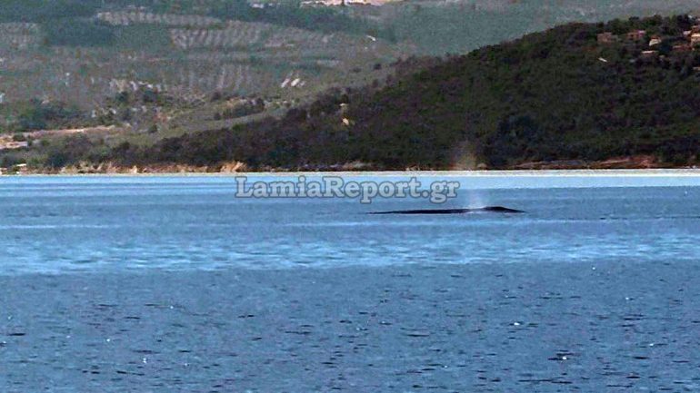 Άφωνοι με την τεράστια φάλαινα στον Βόρειο Ευβοϊκό