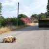 Μια εικόνα που αποτυπώνει τον βουβό πόνο κάνει τις τελευταίες ώρες τον γύρο του διαδικτύου, προκαλώντας ρίγη συγκίνησης στην περιοχή του Αλιβερίου.
