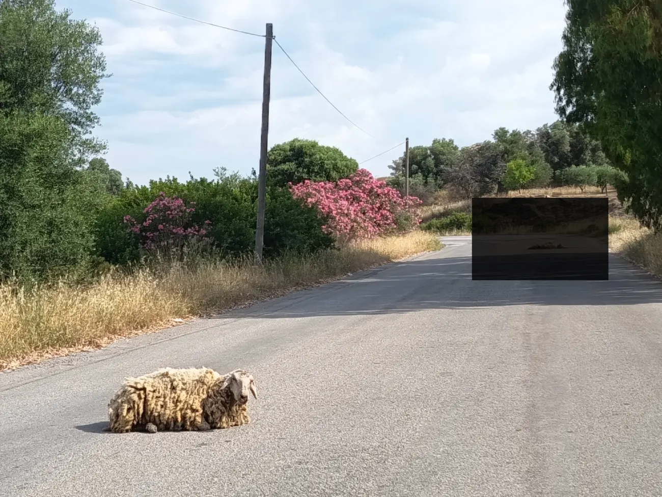 Μια εικόνα που αποτυπώνει τον βουβό πόνο κάνει τις τελευταίες ώρες τον γύρο του διαδικτύου, προκαλώντας ρίγη συγκίνησης στην περιοχή του Αλιβερίου.