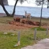 Ελάφια