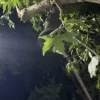 καμπάνα